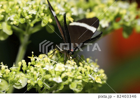 ホタルガ ホタルガ 82403346