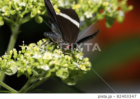 ホタルガ ホタルガ 82403347