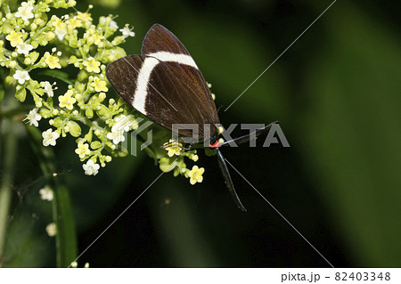 ホタルガ 82403348