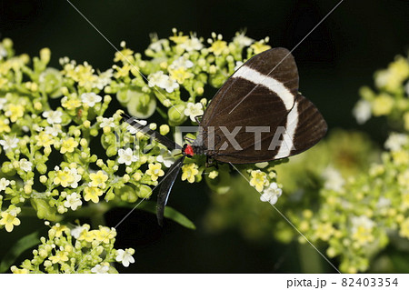 ホタルガ ホタルガ 82403354