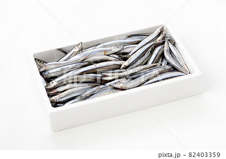 キビナゴ 82403359