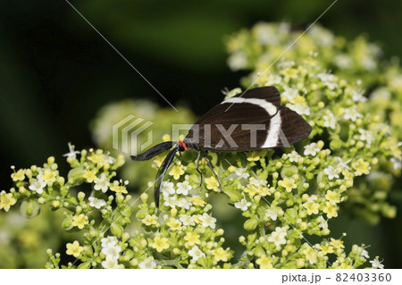 ホタルガ 82403360