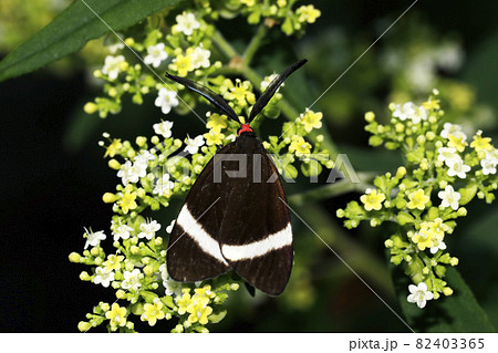 ホタルガ ホタルガ 82403365