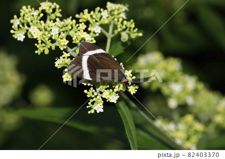 ホタルガ 82403370