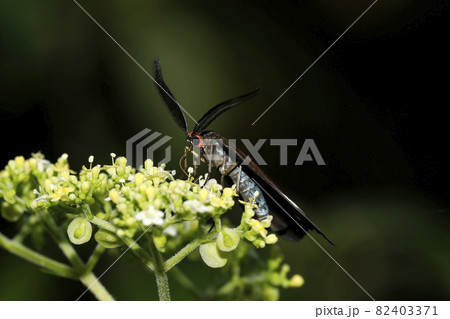 ホタルガ ホタルガ 82403371