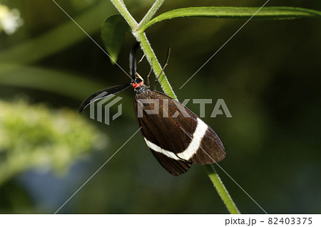 ホタルガ ホタルガ 82403375