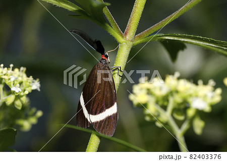 ホタルガ 82403376