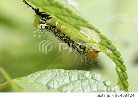 フクラスズメの幼虫 82403424