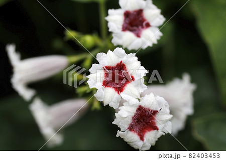 ヘクソカズラの花 ヘクソカズラの花 82403453