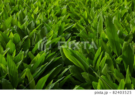 Herb fields Fingerroot at rural organic 82403525