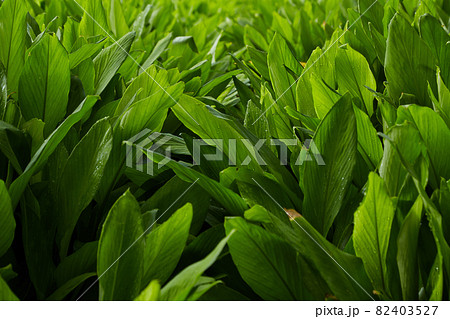 Herb fields Fingerroot at rural organic Herb fields Fingerroot at rural organic 82403527