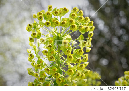 Euphorbia characias L, flowering mediterranean spurge  82403547