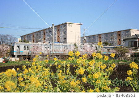菜の花畑の中を行くJR相模線205系 82403553