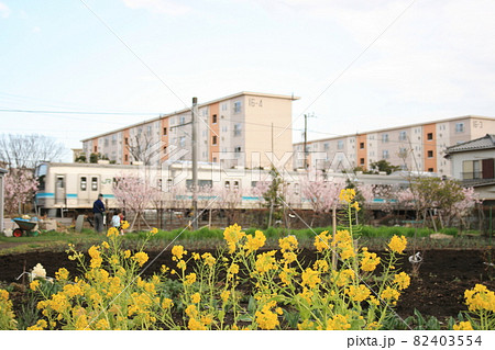 菜の花畑の中を行くJR相模線205系 82403554