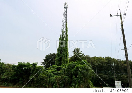 秋の夕方ツタが絡まる電波塔 風景 秋の夕方ツタが絡まる電波塔 風景 82403906