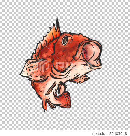 カサゴの手描き筆絵風イラスト 82403948