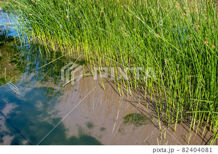 とんぼと水草 82404081