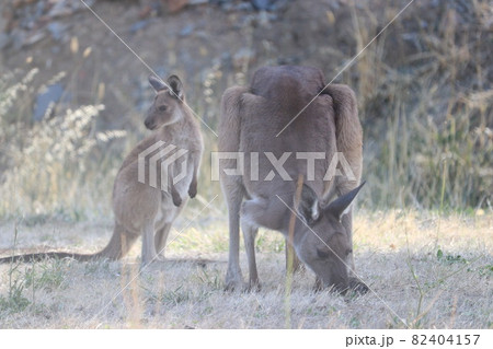 オーストラリアにて野生のカンガルー_12 82404157