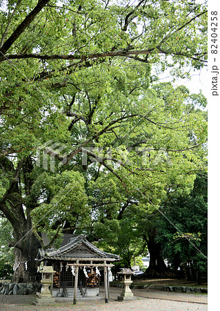藤白神社(子守楠神社) 【和歌山県海南市】 藤白神社(子守楠神社) 【和歌山県海南市】 82404258