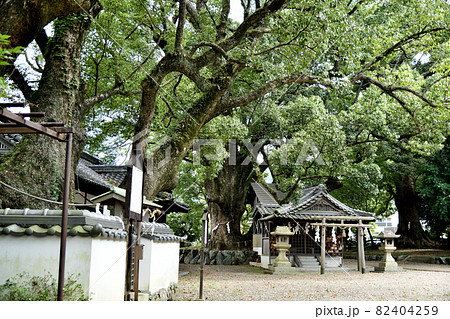 藤白神社(子守楠神社) 【和歌山県海南市】 藤白神社(子守楠神社) 【和歌山県海南市】 82404259