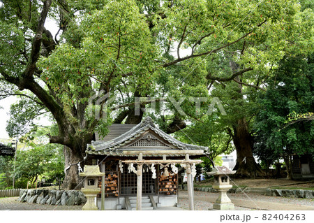 藤白神社(子守楠神社) 【和歌山県海南市】 藤白神社(子守楠神社) 【和歌山県海南市】 82404263