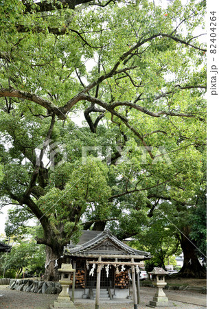 藤白神社(子守楠神社)　【和歌山県海南市】 82404264