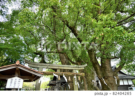 藤白神社(子守楠神社) 【和歌山県海南市】 藤白神社(子守楠神社) 【和歌山県海南市】 82404265
