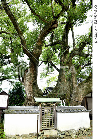 藤白神社　【和歌山県海南市】 82404305