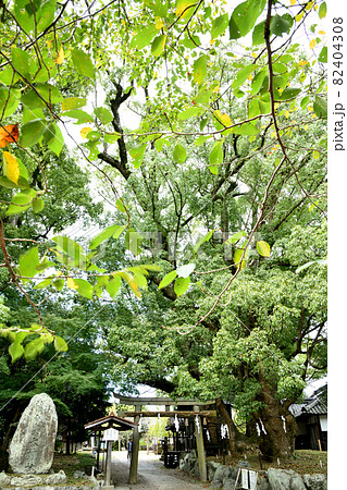 藤白神社 【和歌山県海南市】 藤白神社 【和歌山県海南市】 82404308
