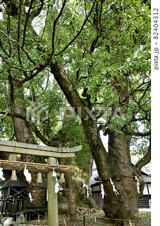 藤白神社　【和歌山県海南市】 82404312