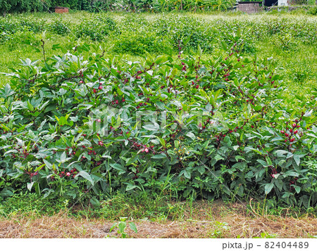 Roselle fruit 82404489