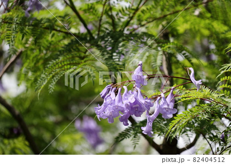 緑の中のジャカランダの花 緑の中のジャカランダの花 82404512