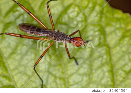 Adult Stilt-legged Fly 82404594