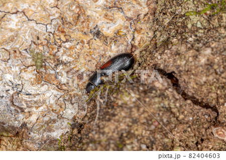 small cosmopolitan black beetle small cosmopolitan black beetle 82404603