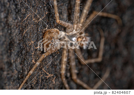 Trechaleid Spider exoskeleton 82404607