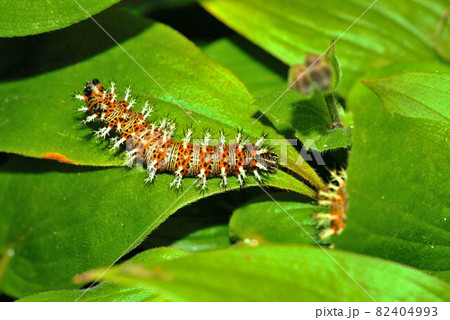 ルリタテハの終齢幼虫 82404993