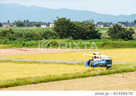 稲刈り 82406670