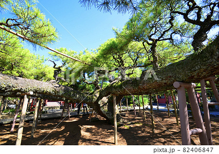 日本一の名松、東小岩善養寺の影向のマツ 82406847