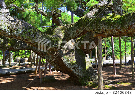 日本一の名松、東小岩善養寺の影向のマツ 日本一の名松、東小岩善養寺の影向のマツ 82406848