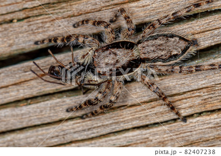 Small Female Male Gray Wall Jumping Spider Small Female Male Gray Wall Jumping Spider 82407238