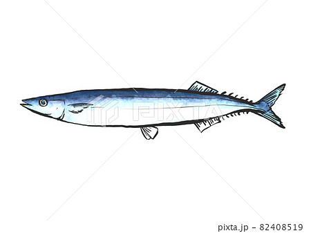 秋刀魚の手描き筆絵風イラストのイラスト素材