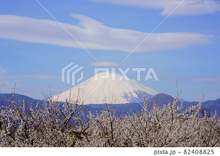 曽我梅林の白梅と富士山 曽我梅林の白梅と富士山 82408825