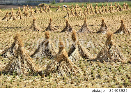 稲刈りが終わった田んぼの積みわら 稲刈りが終わった田んぼの積みわら 82408925