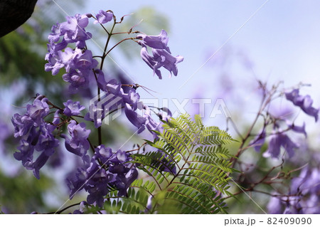 ジャカランダの花の写真素材