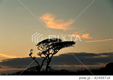 夕陽と老木 夕陽と老木 82409718