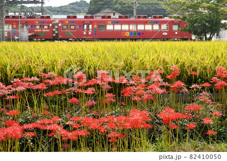 彼岸花のある風景　和歌山電鉄貴志川線　伊太祁曽駅 82410050
