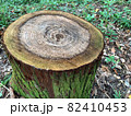 森の切株　苔むした杉　横向き 82410453