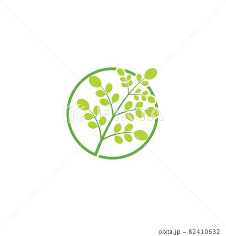 Moringa leaf illustration Moringa leaf illustration 82410632