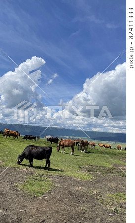 阿蘇パノラマライン 82411333