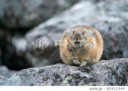 冬に備えて体重を増やしたエゾナキウサギ 冬に備えて体重を増やしたエゾナキウサギ 82411344